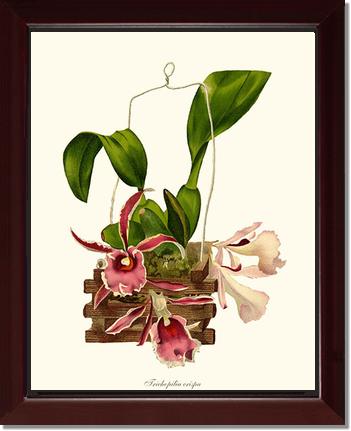 Trichopilia crispa | Orchid Wall Art Print