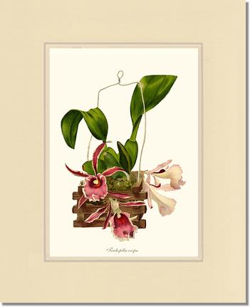 Trichopilia crispa | Orchid Wall Art Print