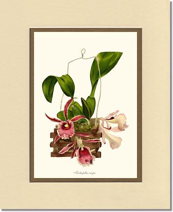 Trichopilia crispa | Orchid Wall Art Print