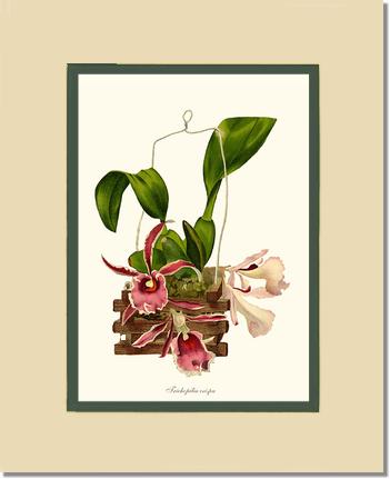 Trichopilia crispa | Orchid Wall Art Print