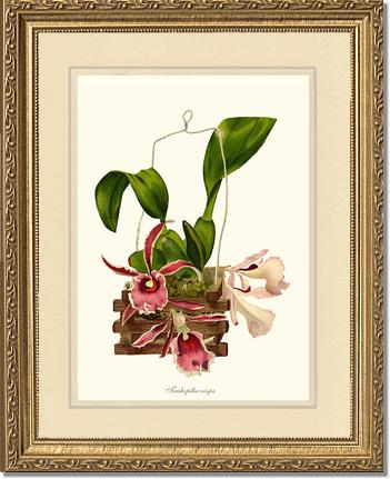 Trichopilia crispa | Orchid Wall Art Print
