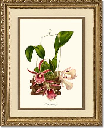 Trichopilia crispa | Orchid Wall Art Print