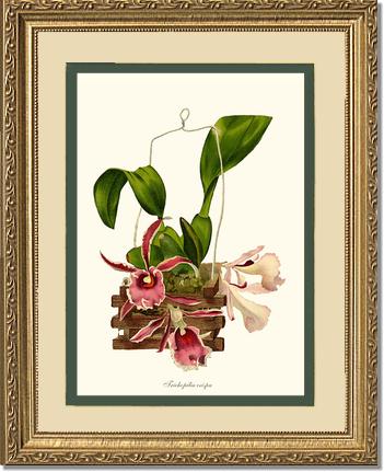 Trichopilia crispa | Orchid Wall Art Print