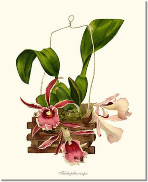 Orchid Print: Trichopilia crispa