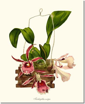 Trichopilia crispa | Orchid Wall Art Print