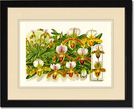 Cypripedium leeanum | Orchid Wall Art Print