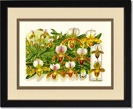 Cypripedium leeanum | Orchid Wall Art Print