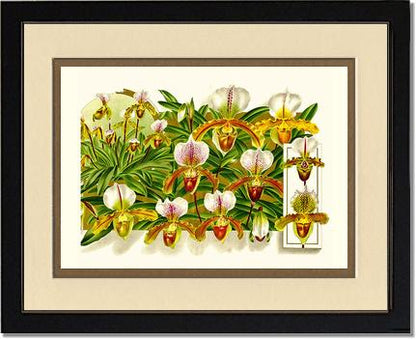Cypripedium leeanum | Orchid Wall Art Print