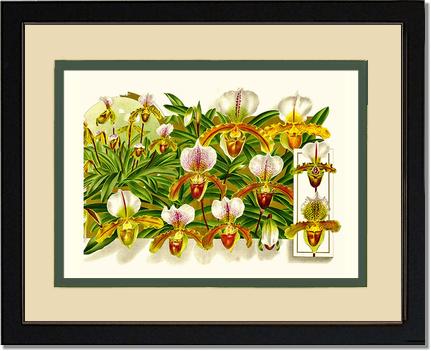 Cypripedium leeanum | Orchid Wall Art Print