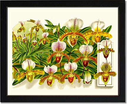 Cypripedium leeanum | Orchid Wall Art Print