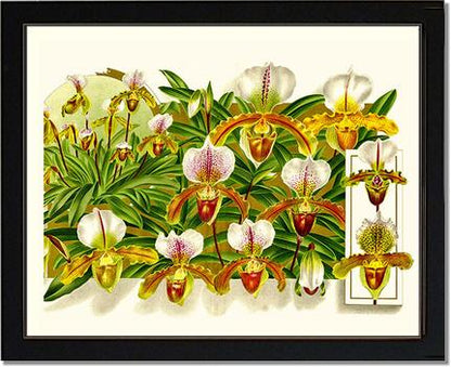 Cypripedium leeanum | Orchid Wall Art Print
