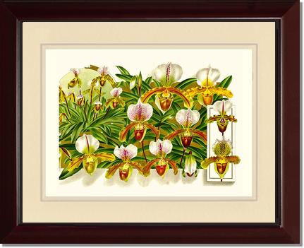Cypripedium leeanum | Orchid Wall Art Print
