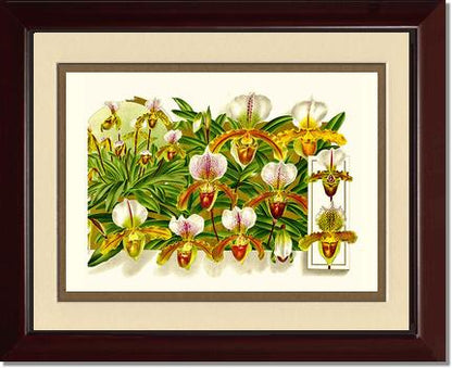 Cypripedium leeanum | Orchid Wall Art Print
