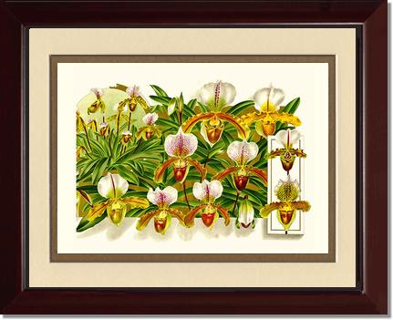 Cypripedium leeanum | Orchid Wall Art Print