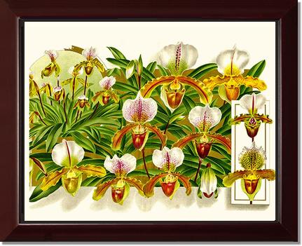 Cypripedium leeanum | Orchid Wall Art Print