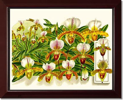 Cypripedium leeanum | Orchid Wall Art Print