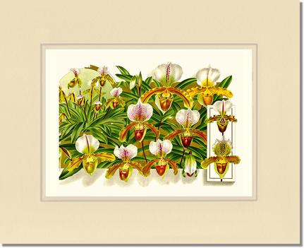 Cypripedium leeanum | Orchid Wall Art Print