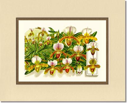 Cypripedium leeanum | Orchid Wall Art Print