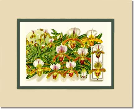 Cypripedium leeanum | Orchid Wall Art Print