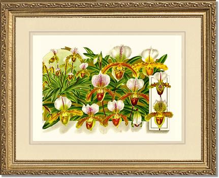 Cypripedium leeanum | Orchid Wall Art Print