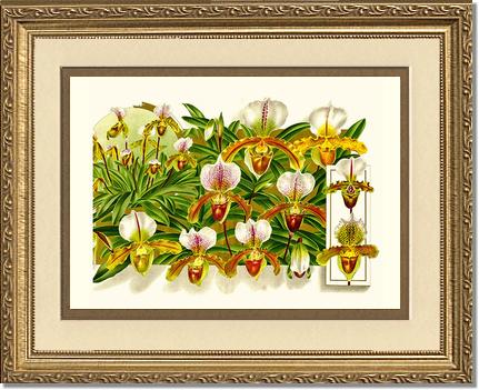 Cypripedium leeanum | Orchid Wall Art Print