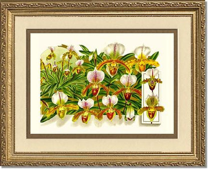 Cypripedium leeanum | Orchid Wall Art Print