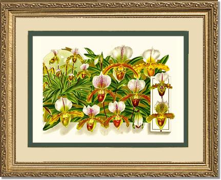 Cypripedium leeanum | Orchid Wall Art Print