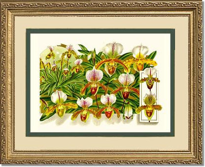 Cypripedium leeanum | Orchid Wall Art Print