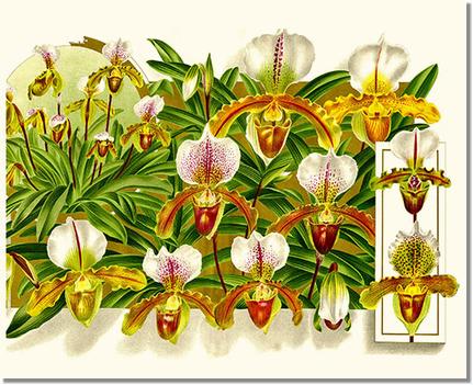 Cypripedium leeanum | Orchid Wall Art Print