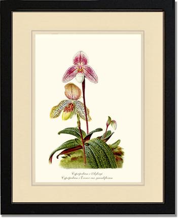 Cypripedium aylingi evenor | Orchid Wall Art Print