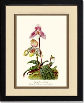 Cypripedium aylingi evenor | Orchid Wall Art Print