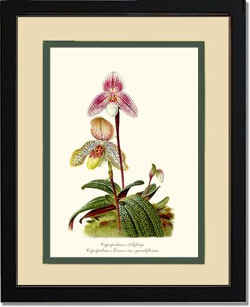 Cypripedium aylingi evenor | Orchid Wall Art Print