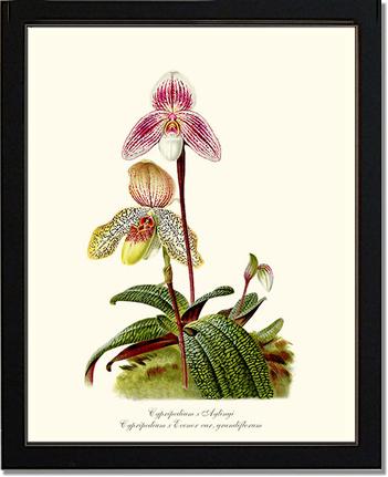 Cypripedium aylingi evenor | Orchid Wall Art Print