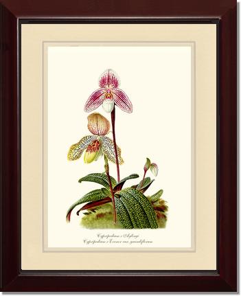 Cypripedium aylingi evenor | Orchid Wall Art Print