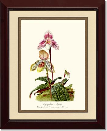 Cypripedium aylingi evenor | Orchid Wall Art Print