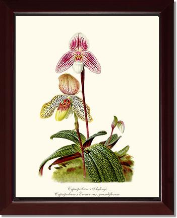 Cypripedium aylingi evenor | Orchid Wall Art Print