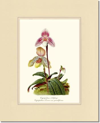 Cypripedium aylingi evenor | Orchid Wall Art Print