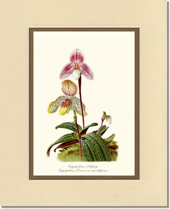 Cypripedium aylingi evenor | Orchid Wall Art Print