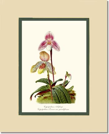 Cypripedium aylingi evenor | Orchid Wall Art Print