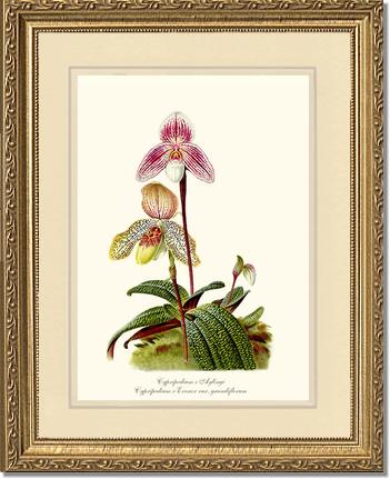 Cypripedium aylingi evenor | Orchid Wall Art Print