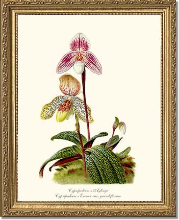 Cypripedium aylingi evenor | Orchid Wall Art Print