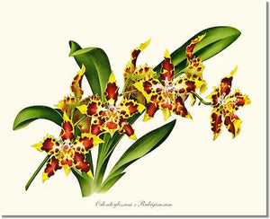Orchid Print: Odontoglossum rubiginosum