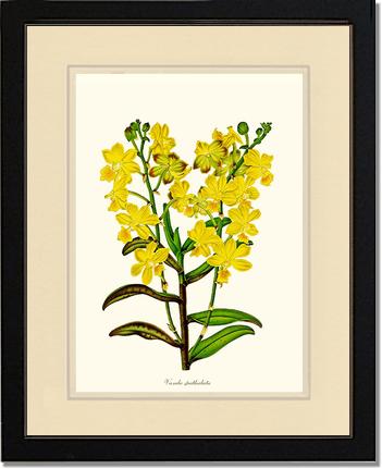 Vanda spathulata | Orchid Wall Art Print