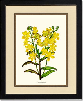 Vanda spathulata | Orchid Wall Art Print