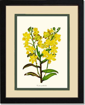 Vanda spathulata | Orchid Wall Art Print