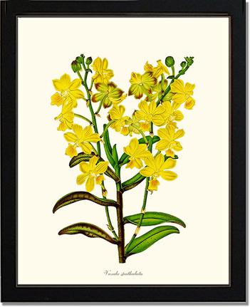 Vanda spathulata | Orchid Wall Art Print
