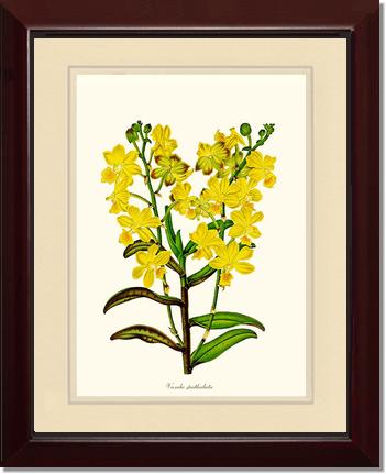 Vanda spathulata | Orchid Wall Art Print