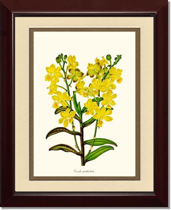 Vanda spathulata | Orchid Wall Art Print