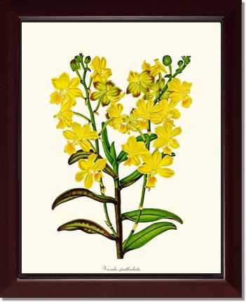 Vanda spathulata | Orchid Wall Art Print