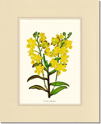 Vanda spathulata | Orchid Wall Art Print